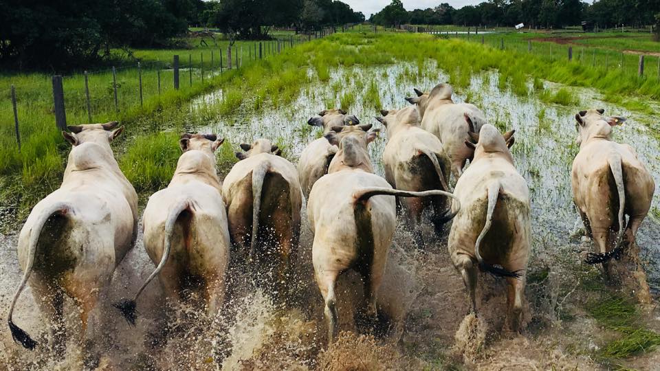 Cavalos pastando no pantanal mato-grossense pocone mato grosso brasil