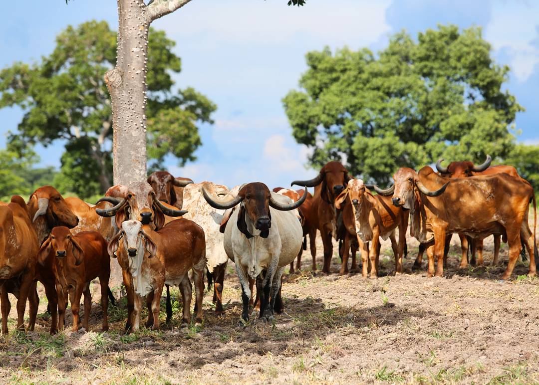 gir-leiteiro-nova-crixas