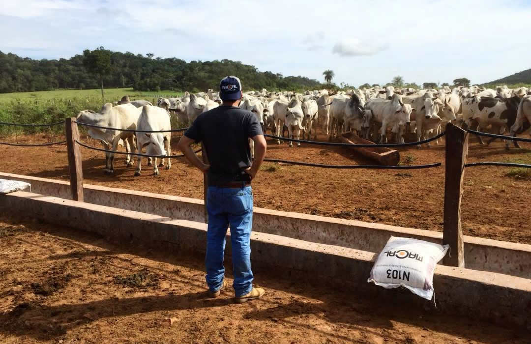 macal-solucao-nutricao-animal