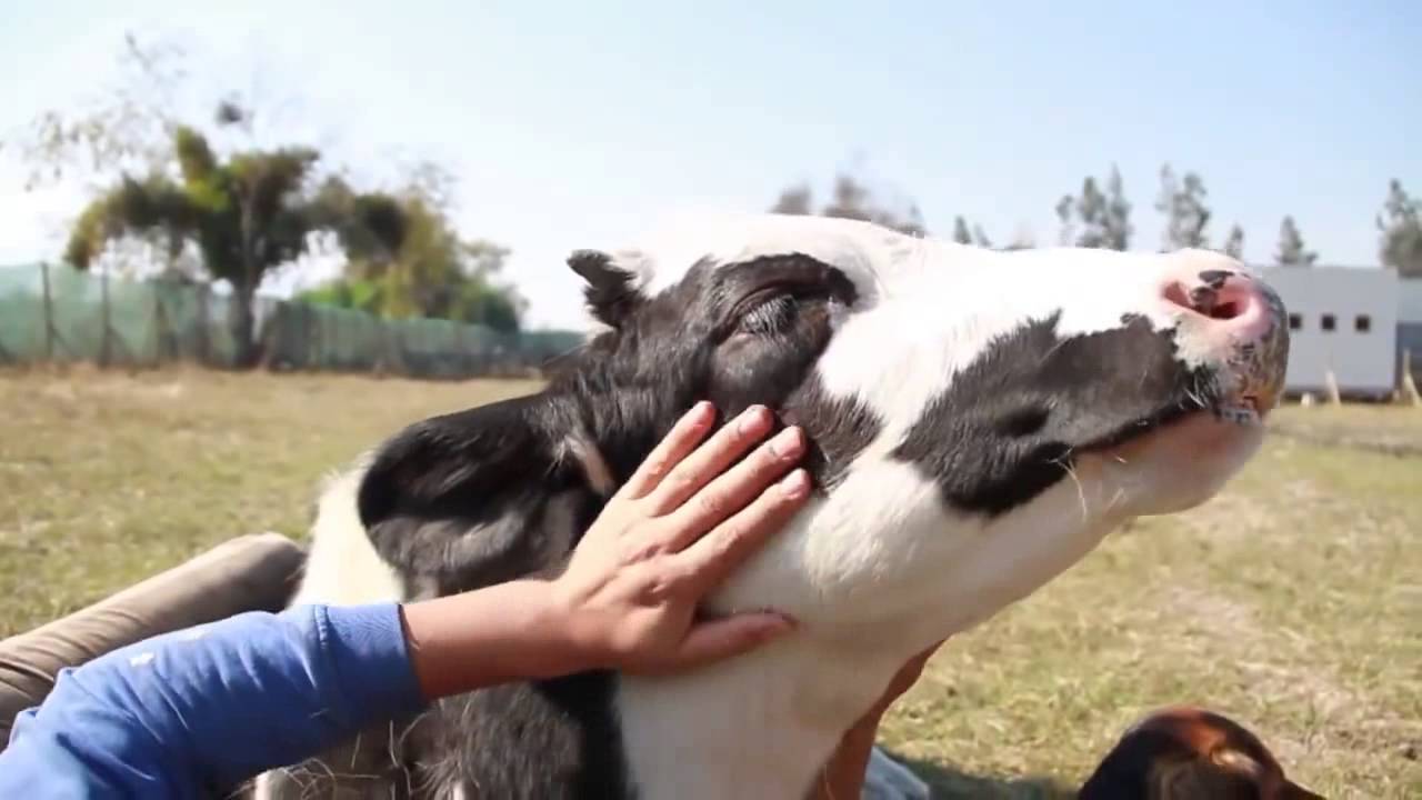 Vaca holandesa recebendo carinho