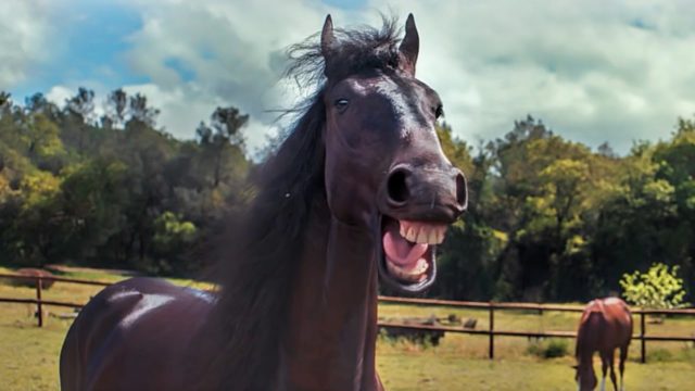 Cavalos engraçados