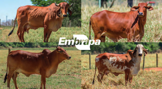 pmgz-embrapa-gado-de-leite-a-pasto pmgz-embrapa-gado-de-leite-a-pasto