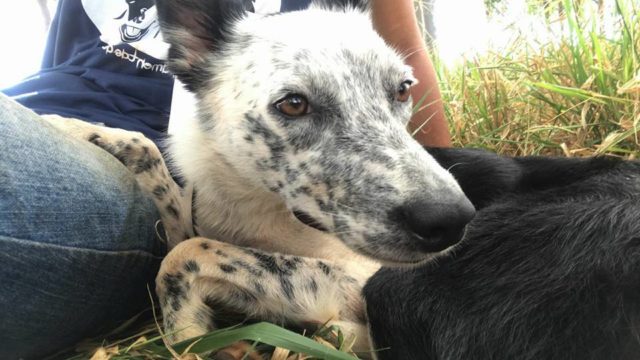 projeto-cao-pastor-border-colie-e-blue-heeler projeto-cao-pastor-border-colie-e-blue-heeler