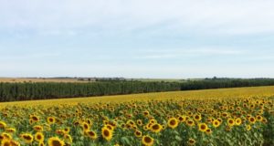 safrinha-girasol