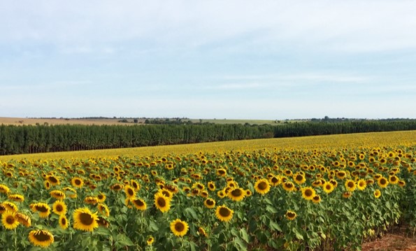 safrinha-girasol