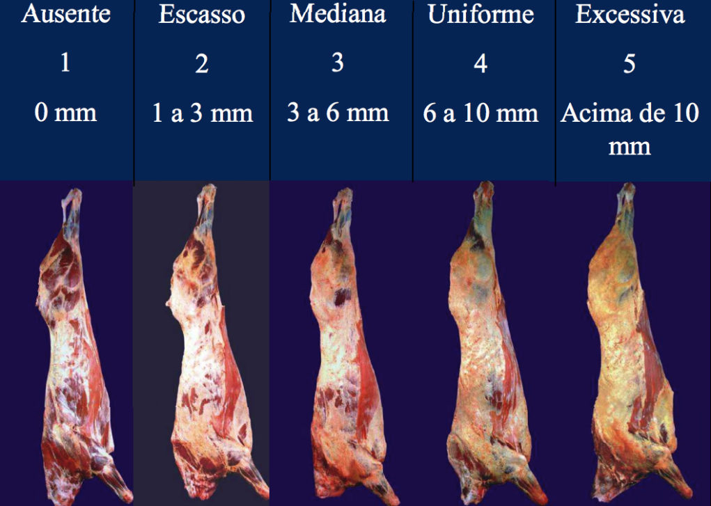 tipificacao-de-carcacas-bovinas-avaliando-expressura-de-gordura