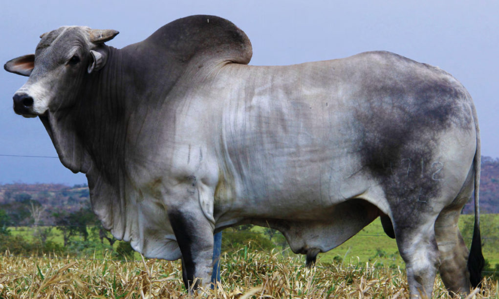 touro-nelore-JOALHEIRO-OL-fazenda-sucuri