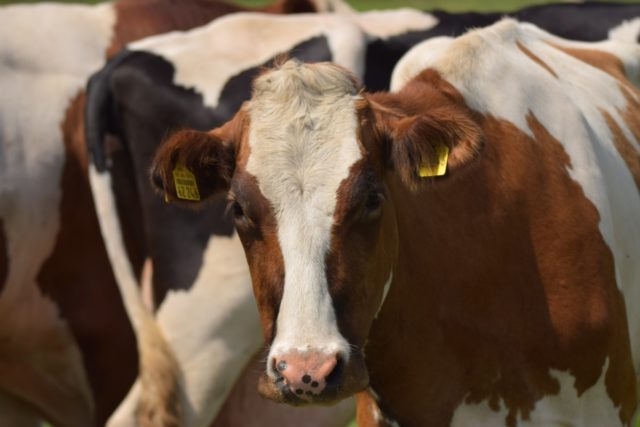 vaca-honladeza-vermelho-e-branco vaca-honladeza-vermelho-e-branco
