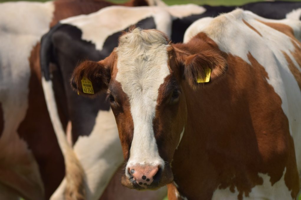 vaca-honladeza-vermelho-e-branco