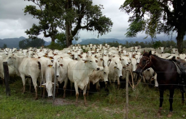 vacada-nelore-separada vacada-nelore-separada