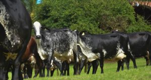 vacas-girolando-Capinopolis-MG
