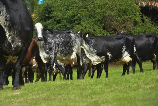 vacas-girolando-Capinopolis-MG vacas-girolando-Capinopolis-MG