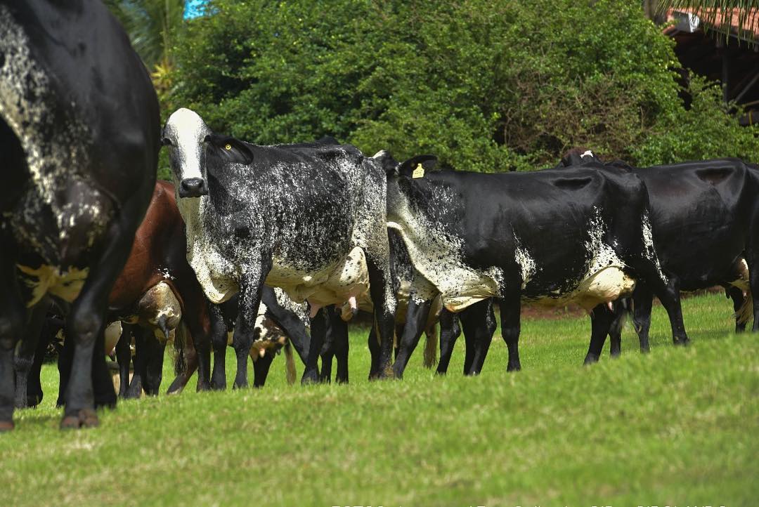 vacas-girolando-Capinopolis-MG