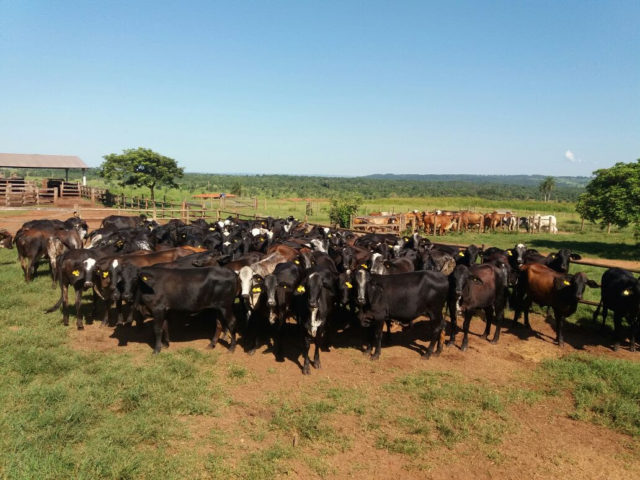 vacas-girolando-genetica-aditiva vacas-girolando-genetica-aditiva