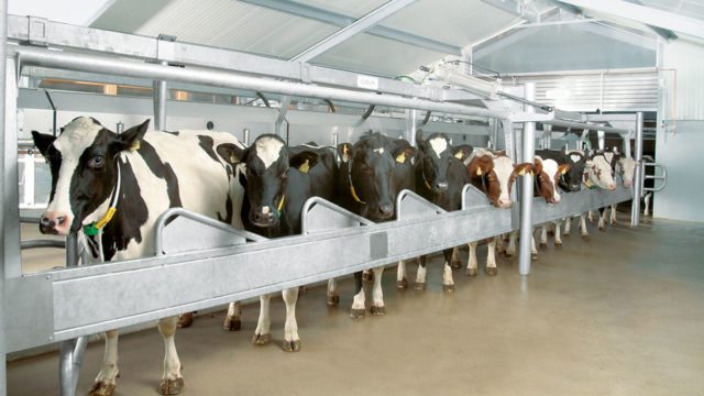 DairyFarming_Global45_1_2_1200x675px.jpg DairyFarming_Global45_1_2_1200x675px.jpg