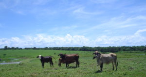 Vacas a pasto Norte de Minas
