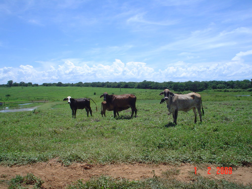 Vacas a pasto Norte de Minas