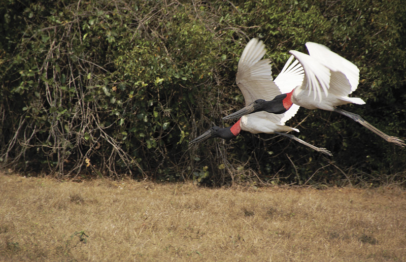 Pantanal