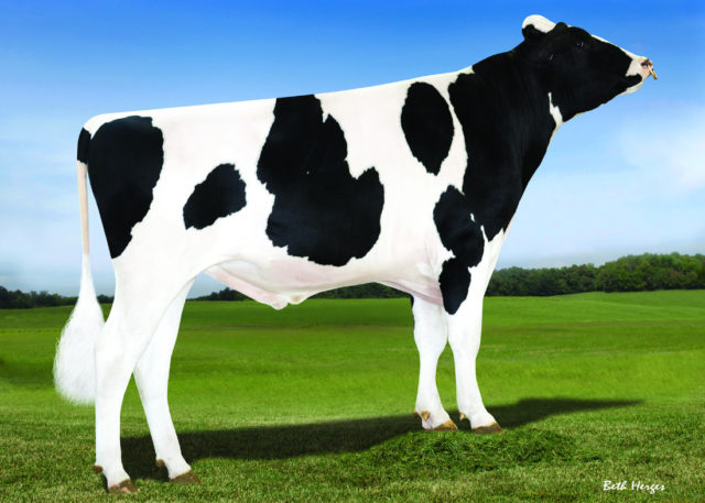 1920571-5-Bull
