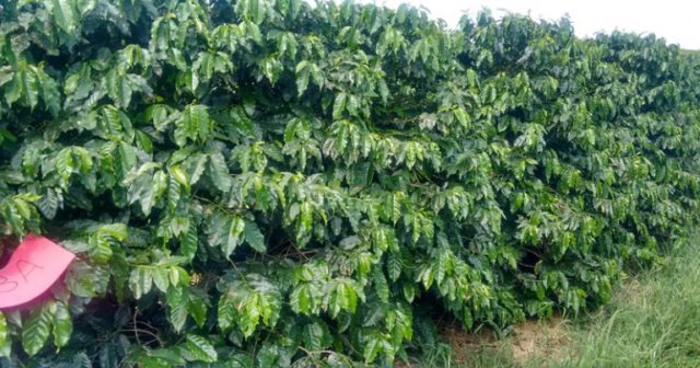 folha-cafe-plantacao folha-cafe-plantacao