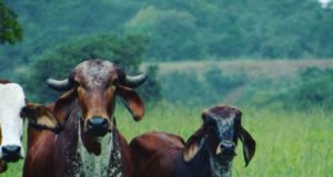 Vacas Corumbá de Goias
