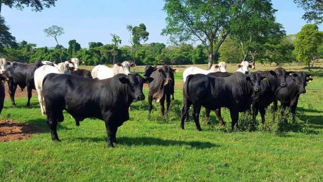 Nelore Angus Nelore Angus