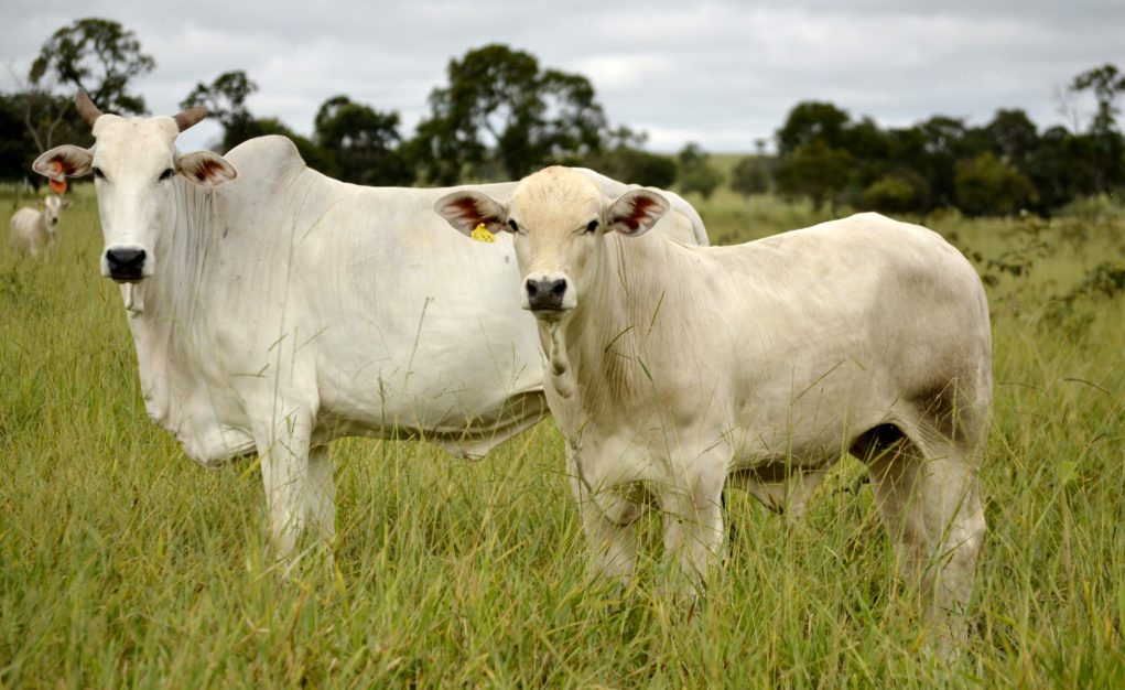 Bezerro Cruzamento Nelore x Canchim