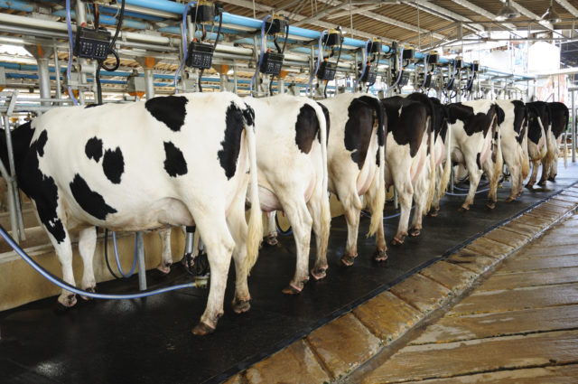 Cow automation farming agricultural