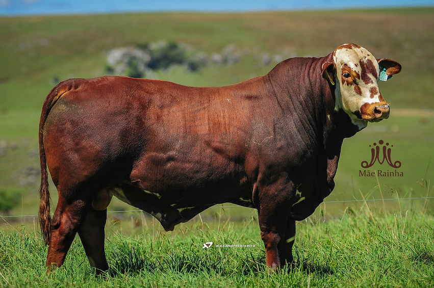 Fazenda-Mãe-Rainha-touros-braford