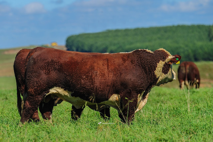 Fazenda-Mãe-Rainha-touros-hereford