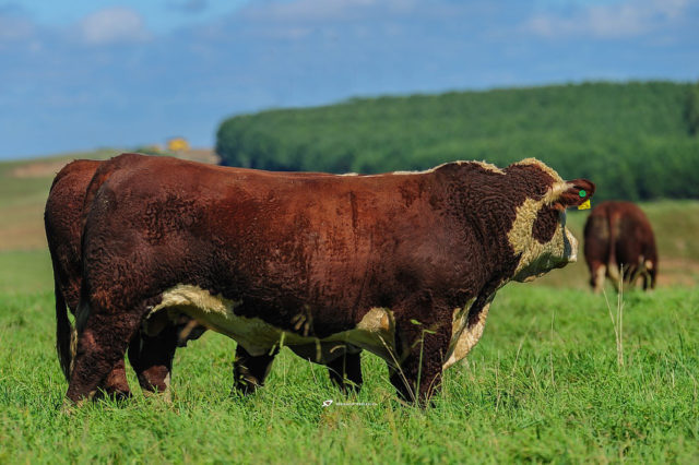 Fazenda-Mãe-Rainha-touros-hereford Fazenda-Mãe-Rainha-touros-hereford