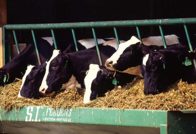 Holstein_dairy_cows Holstein_dairy_cows