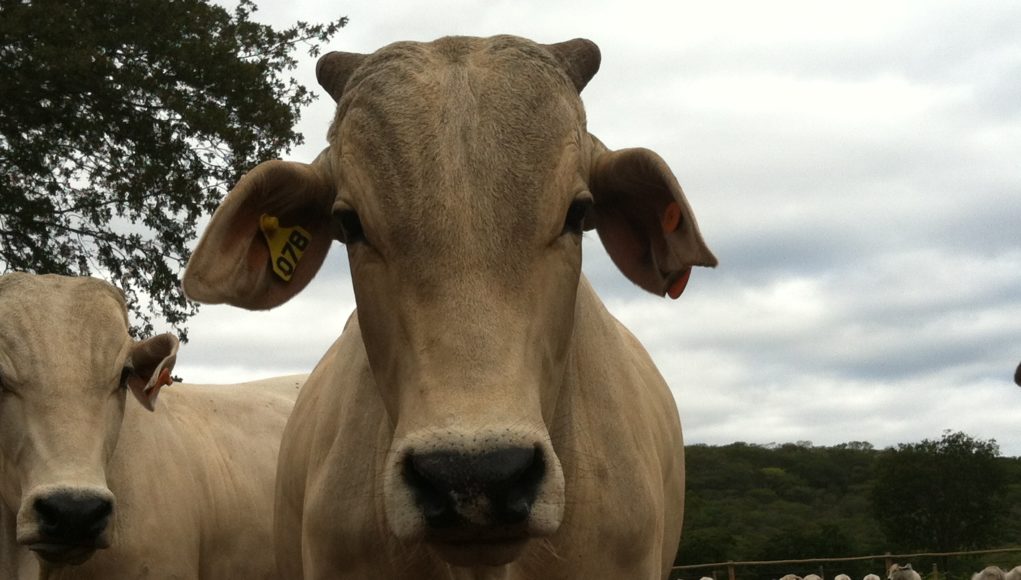 Aumento de rebanho com novilhas ¾ Nelore Qual raça utilizar? Aumento de rebanho com novilhas ¾ Nelore Qual raça utilizar?