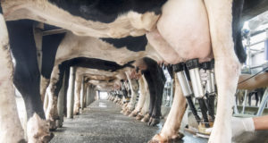 row of cows being milked