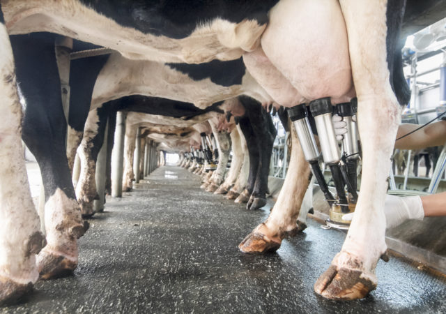 row of cows being milked row of cows being milked