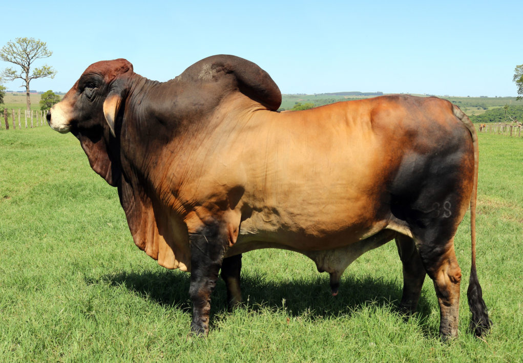 Touros-Brahman-Vermelho-da-Prata-Agropecuária-garantem-maior-ganho-de-peso-e-precocidade-aos-rebanhos