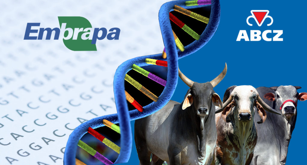 abcz-e-embrapa-selam-parceria-para-selecao-genomica