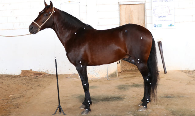 cavalo-mangalarga-ufla cavalo-mangalarga-ufla