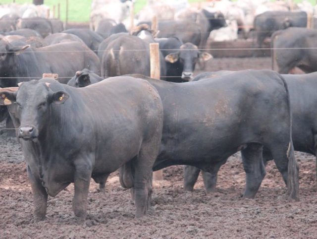cruzamento-nelore-x-angus-tres-muchachas-1 cruzamento-nelore-x-angus-tres-muchachas-1