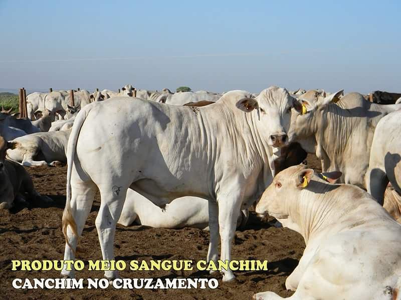 cruzamento-nelore-x-canchin-1