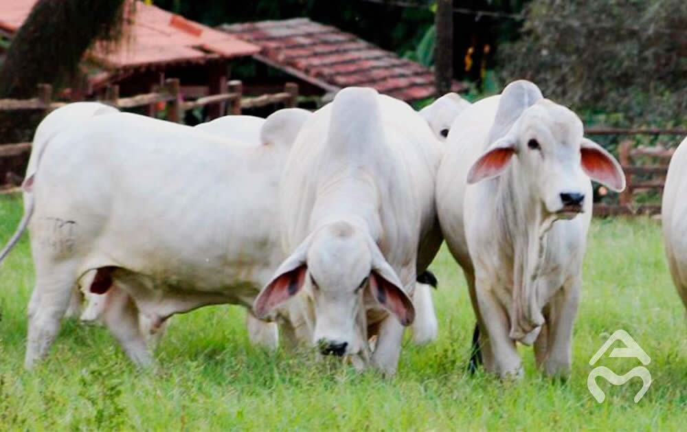 fazenda-agua-milagrosa-berco-do-tabapua