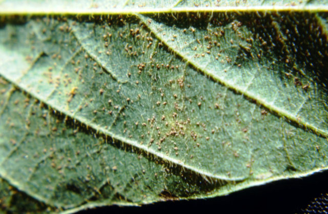 ferrugem_alerta ferrugem_alerta