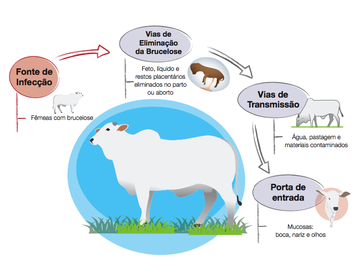 formas-de-transmissao-da-brucelose-bovinos