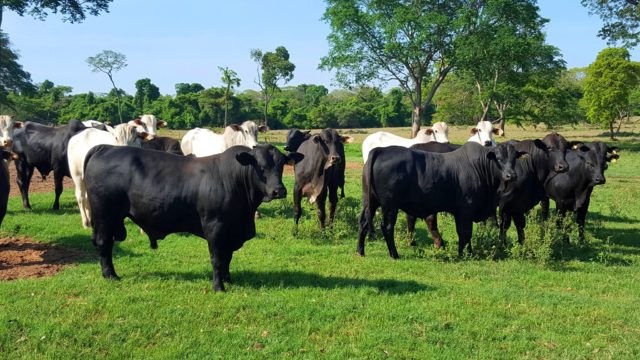 gado-cruzado-angus-x-nelore gado-cruzado-angus-x-nelore
