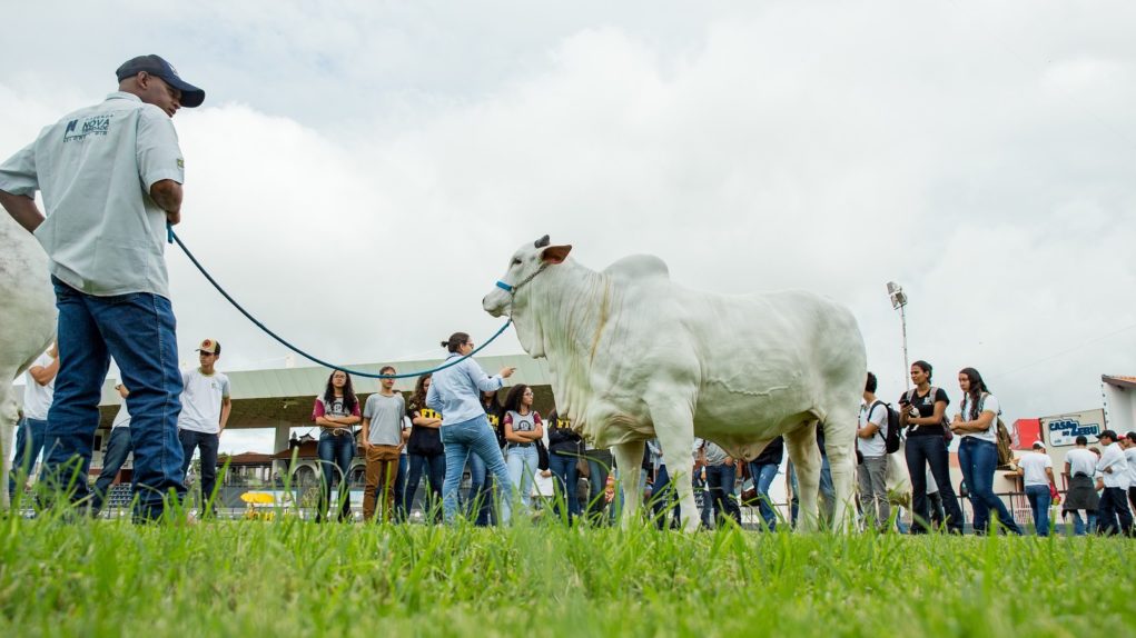 gado-nelore-expozebu-2018