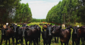 integracao-lavoura-pecuaria-floresta