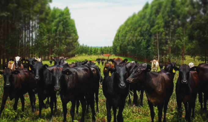 integracao-lavoura-pecuaria-floresta