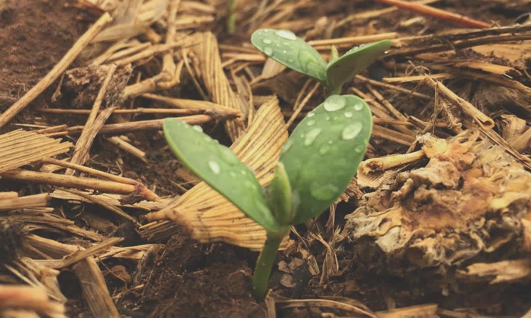 lavoura-de-soja-plantio-direto