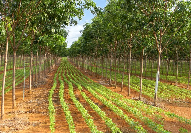 lavoura-pecuaria-floresta-matopiba