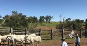 manejo-racional-em-mangueiro